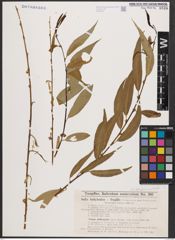 Salix babylonica L. x Salix fragilis L.